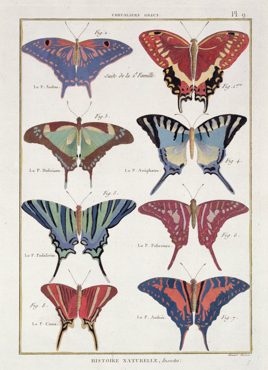 Pillangók M. Olivier "Histoire Naturelle des Insectes" című művéből alkotó: Robert Benard