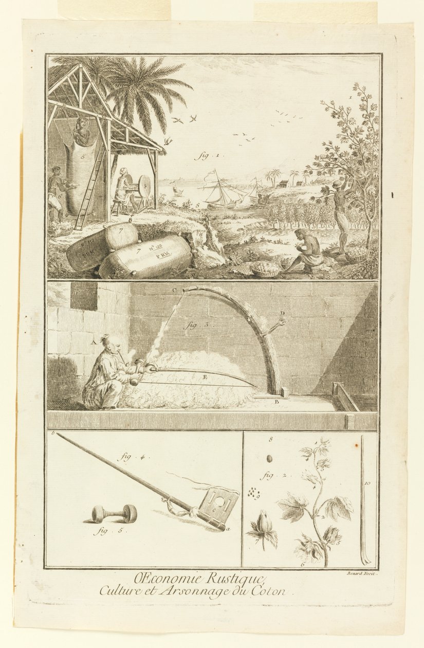 "Cultivation et Arsonnage du Coton" Diderot