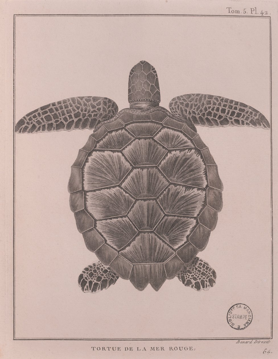 Teknős a Vörös-tengerből, illusztráció az „Utazások a Nílus forrásának felfedezéséhez, 1708 és 1773 között”, James Bruce, Párizs illusztrációja alkotó: Robert Benard