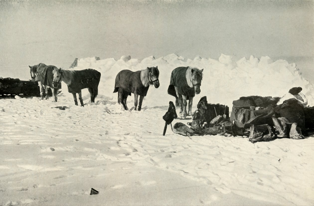 Pónik a menhelyük mögött a Táborban a Sorompónál, 1911, 1913 alkotó: Robert Falcon Scott