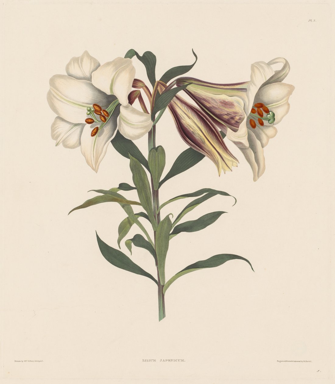 A hexandriai növények válogatása, az Amaryllidae természetes rendjébe..., 1831-1832. alkotó: Robert Havell