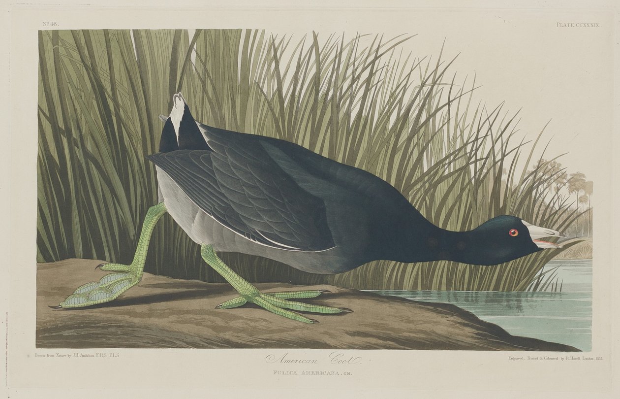 Amerikai szárcsa, 1835. alkotó: Robert Havell