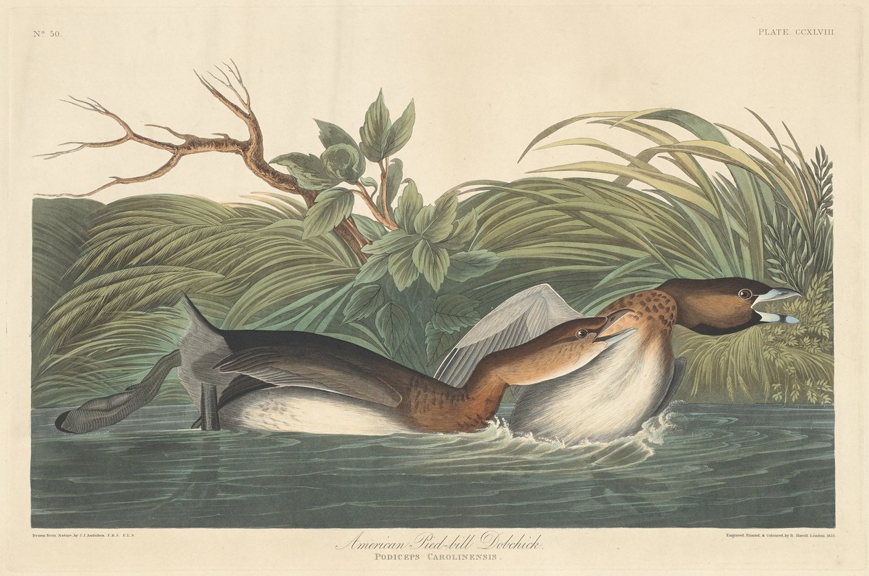 Amerikai Pied-Bill Dobchick, 1835. alkotó: Robert Havell