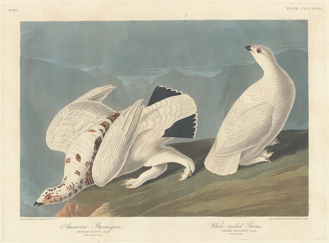 Amerikai Ptarmigan és White-tailed Grous, 1838. alkotó: Robert Havell