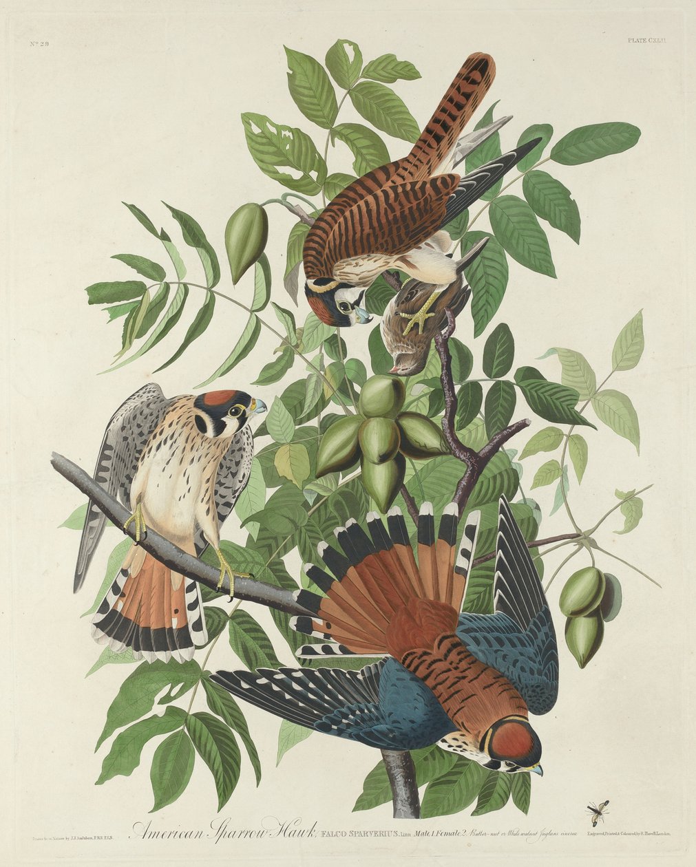 American Sparrow Hawk, 1832. alkotó: Robert Havell