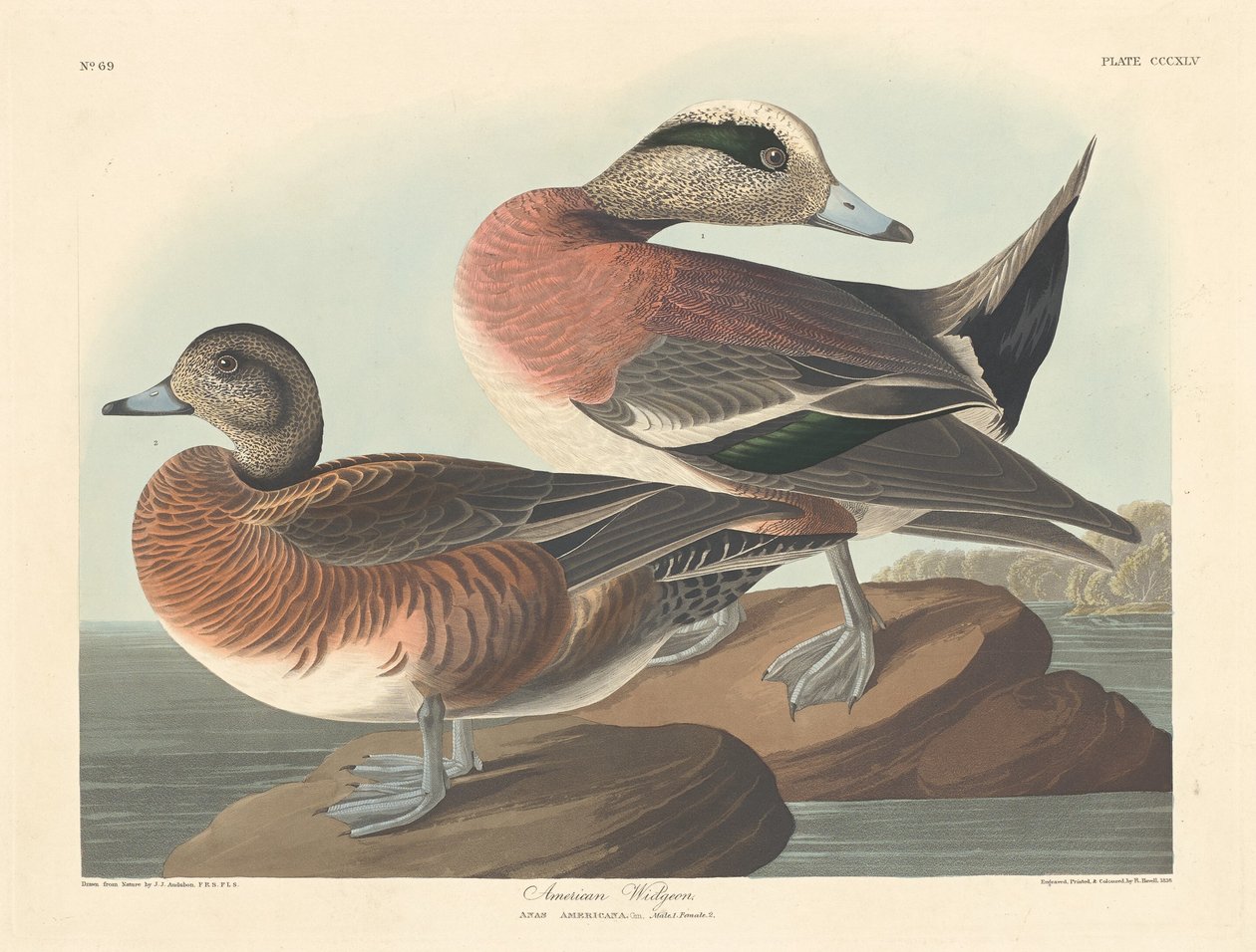 American Widgeon, 1836. alkotó: Robert Havell