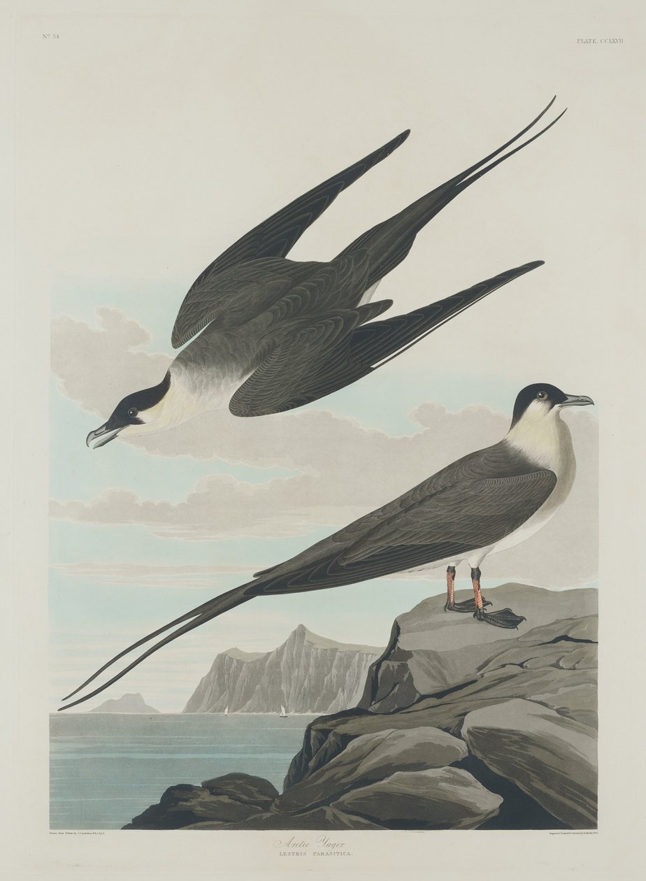 Arctic Jager, 1835. alkotó: Robert Havell