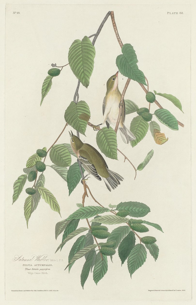 Őszi pacsirta, 1830. alkotó: Robert Havell