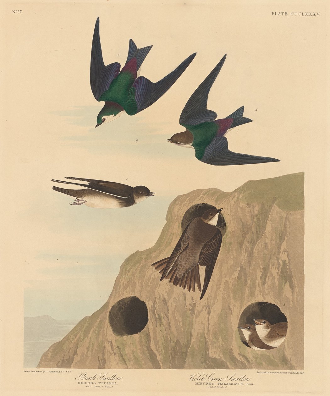 Parti fecske és lila-zöld fecske, 1837. alkotó: Robert Havell