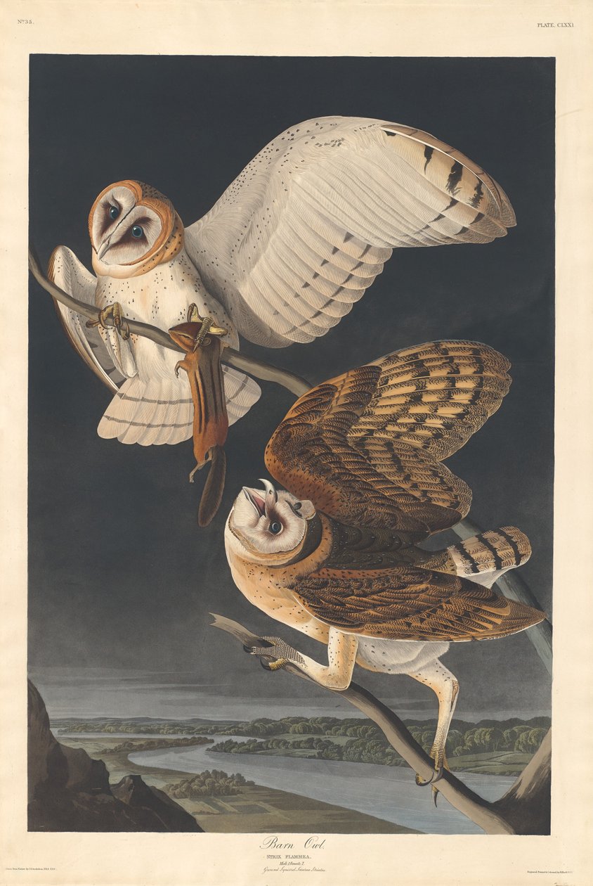 Fülesbagoly, 1833. alkotó: Robert Havell