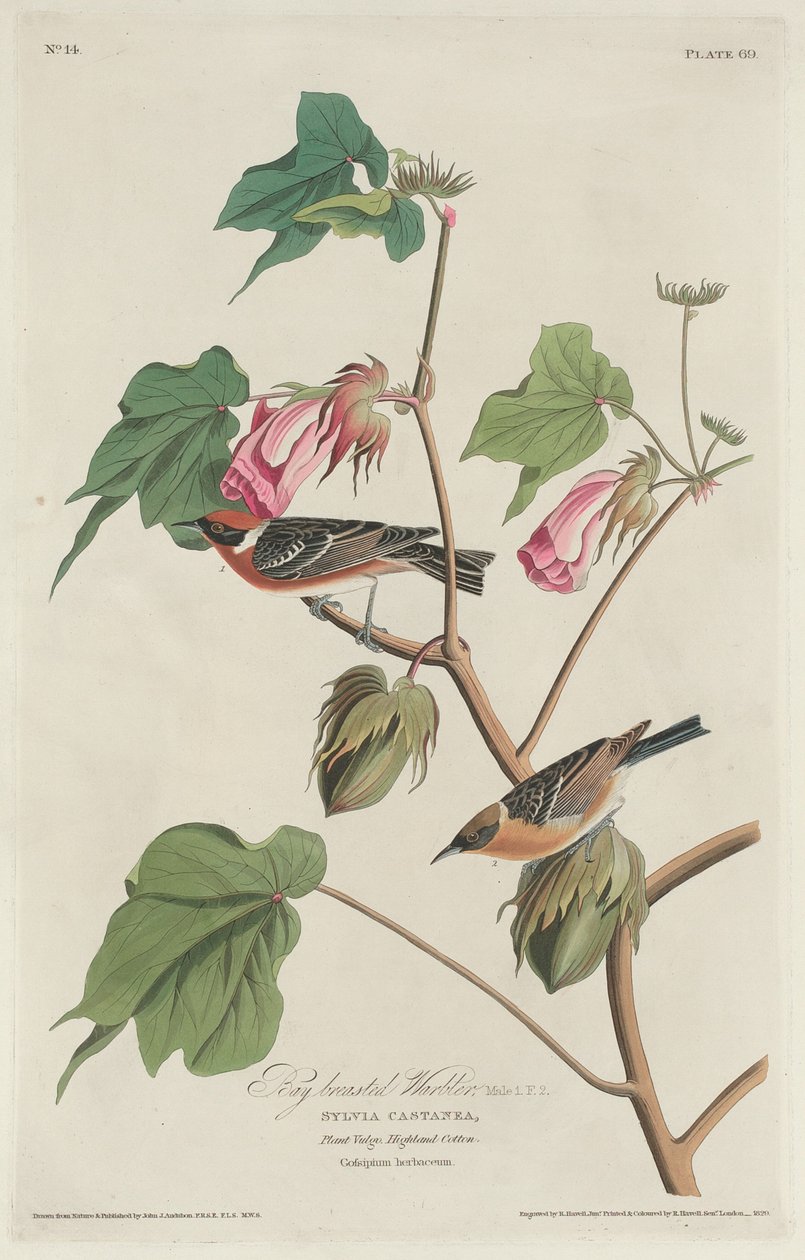 Bérmellű pacsirta, 1829. alkotó: Robert Havell