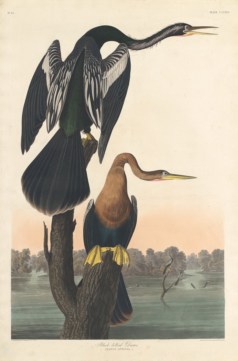 Fekete hasú Darter, 1836. alkotó: Robert Havell