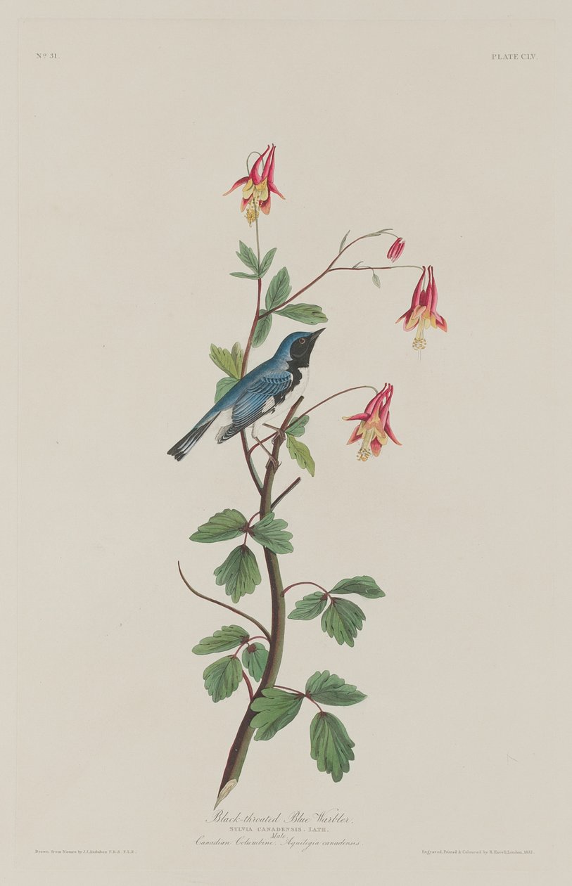 Fekete torkú kék poszcsa, 1832. alkotó: Robert Havell