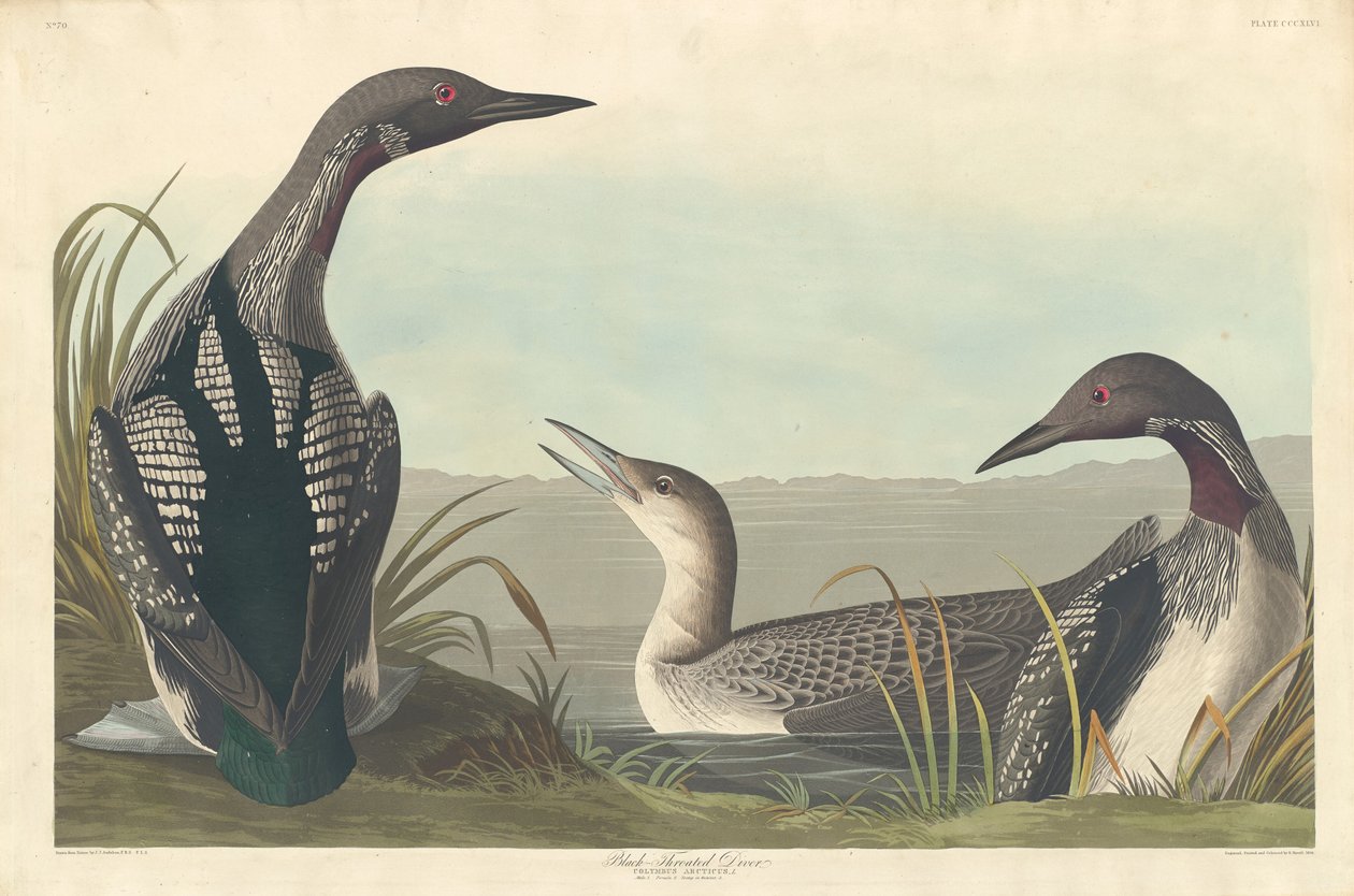 Feketetorkú búvár, 1836. alkotó: Robert Havell