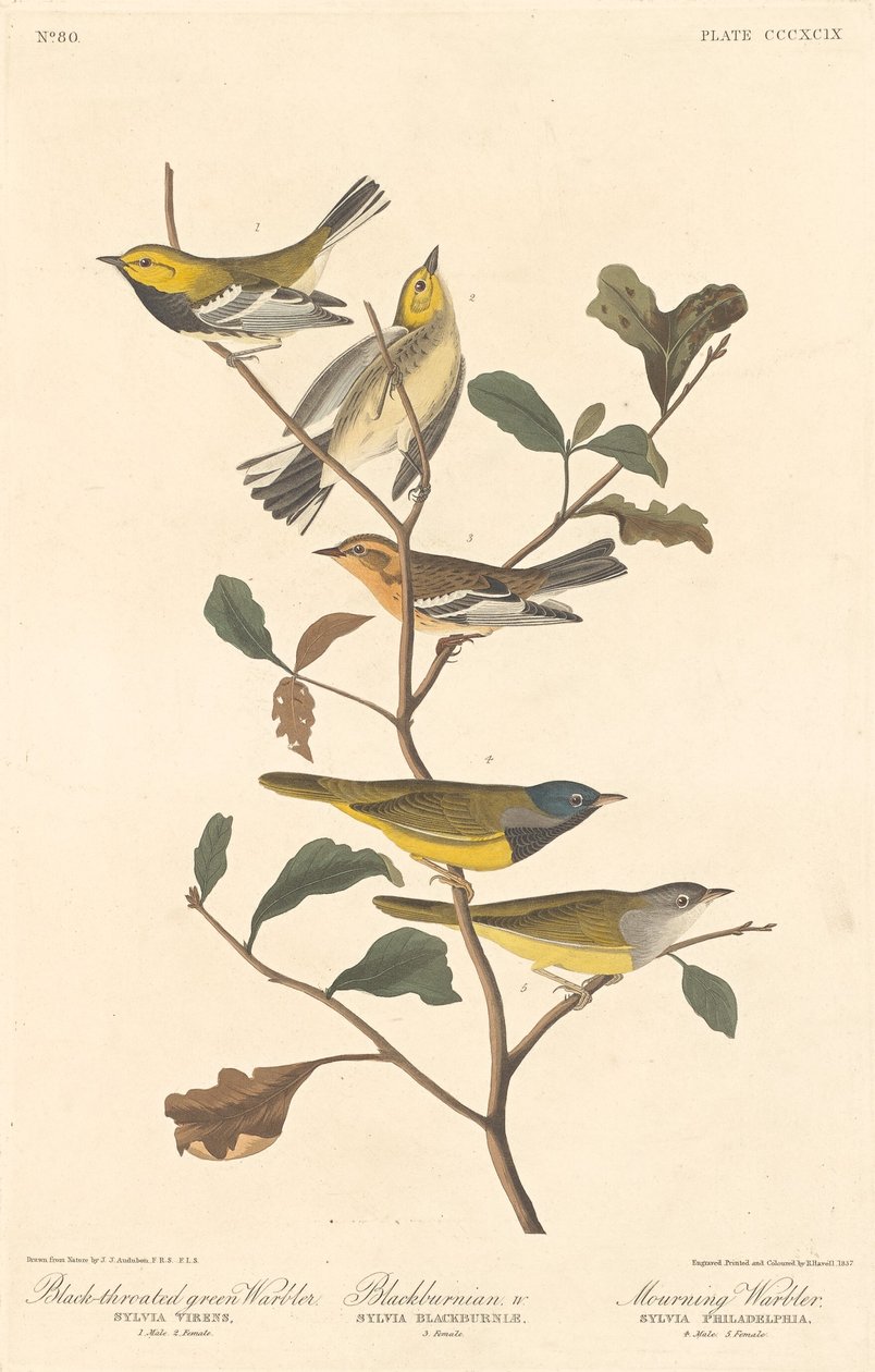 Fekete torkú zöld poszcsa, fekete poszcsa és gyászrigó, 1837. alkotó: Robert Havell