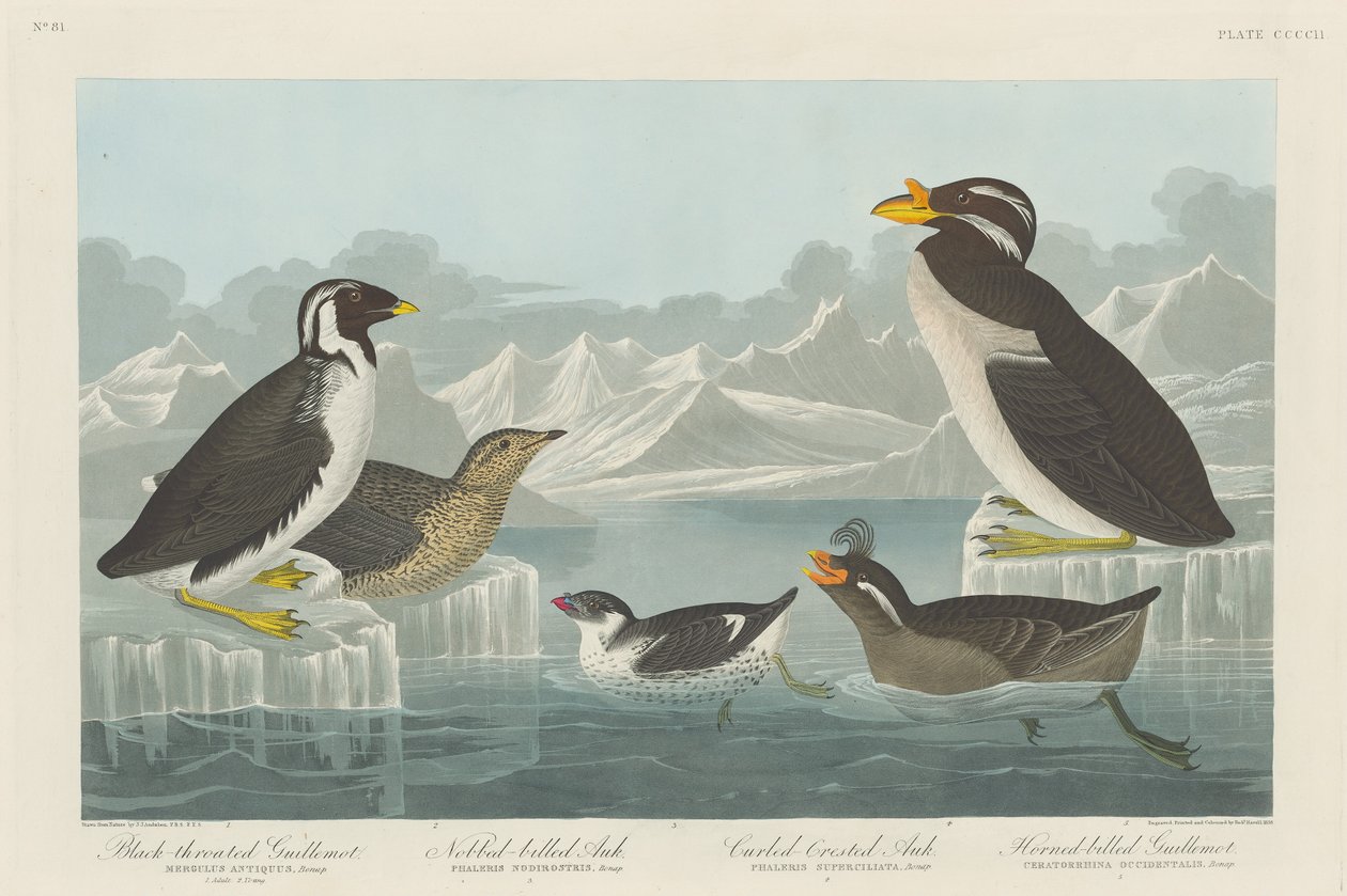 Feketetorkú Guillemot, Nobbed-Billed Auk, Curled-Crested Auk és Horned-Billed..., 1838. alkotó: Robert Havell