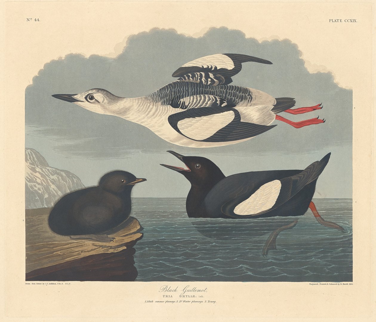 Fekete Guillemot, 1834. alkotó: Robert Havell