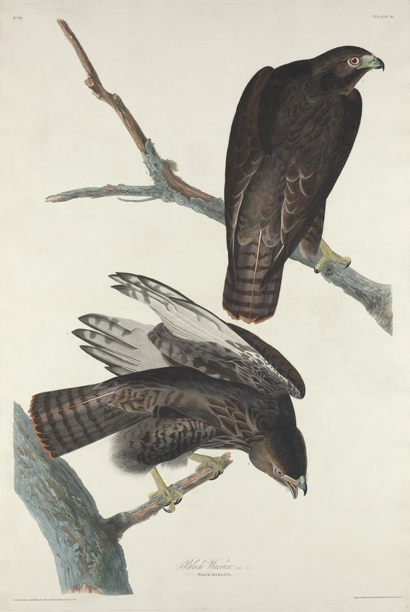 Fekete harcos, 1830. alkotó: Robert Havell