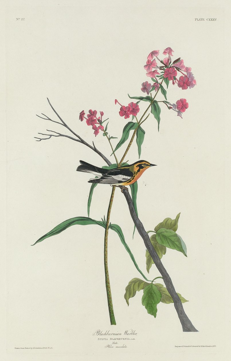 Blackburni poszcsa, 1832. alkotó: Robert Havell