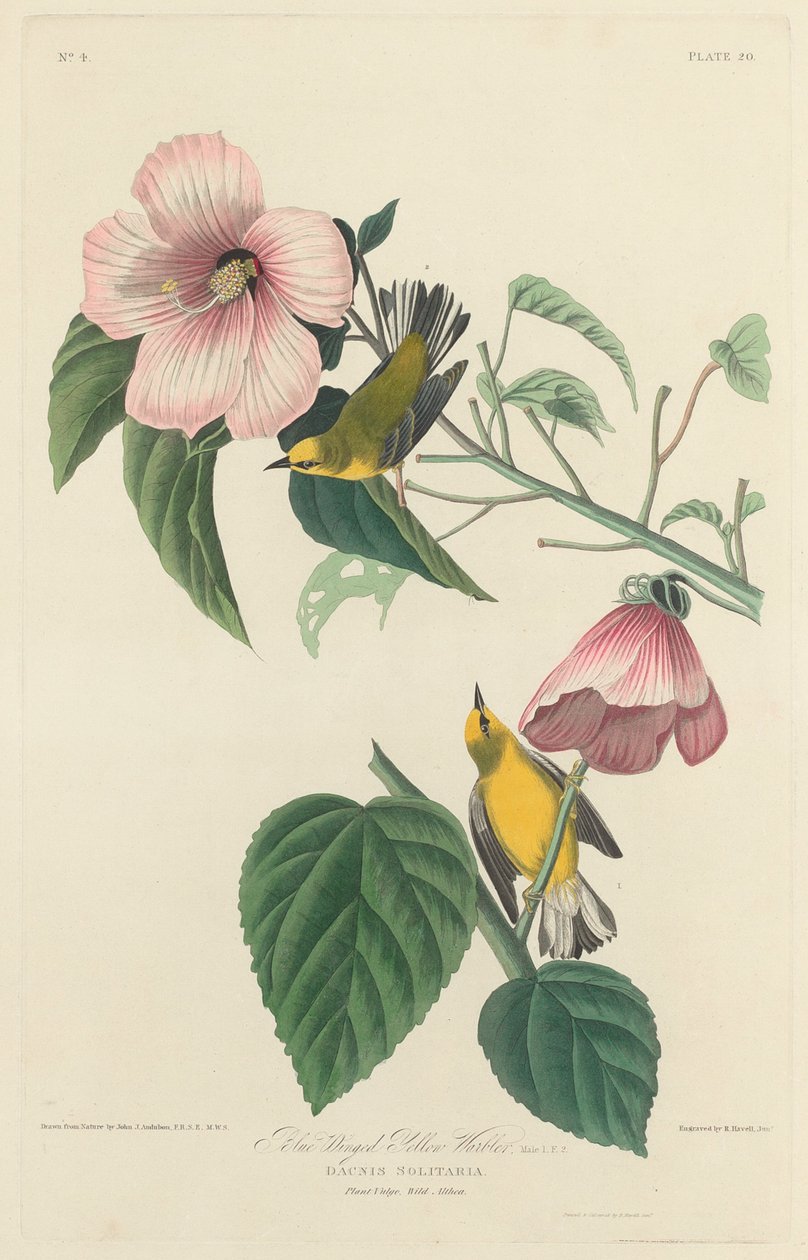 Kékszárnyú sárgarigó, 1827. alkotó: Robert Havell