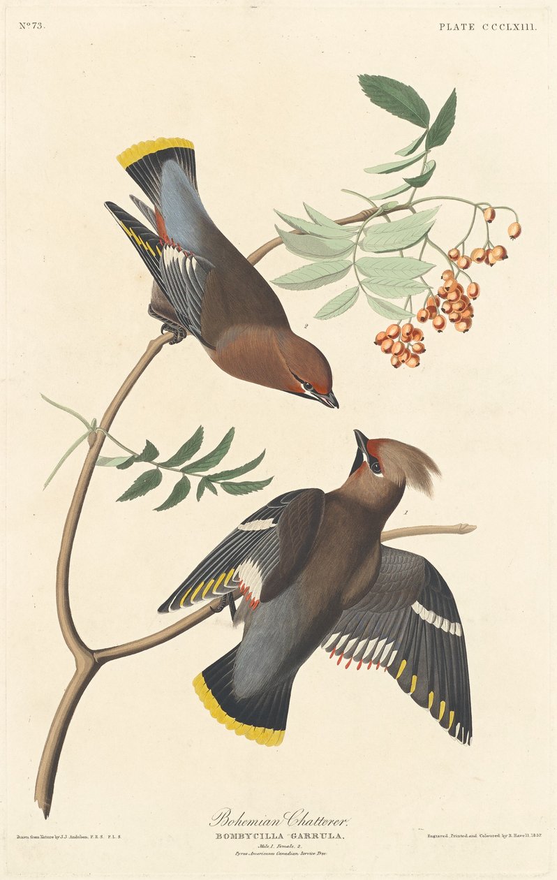 Bohém fecsegő, 1837. alkotó: Robert Havell