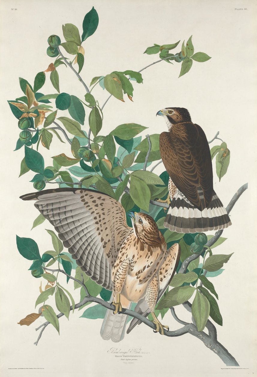 Szélesszárnyú sólyom, 1830. alkotó: Robert Havell