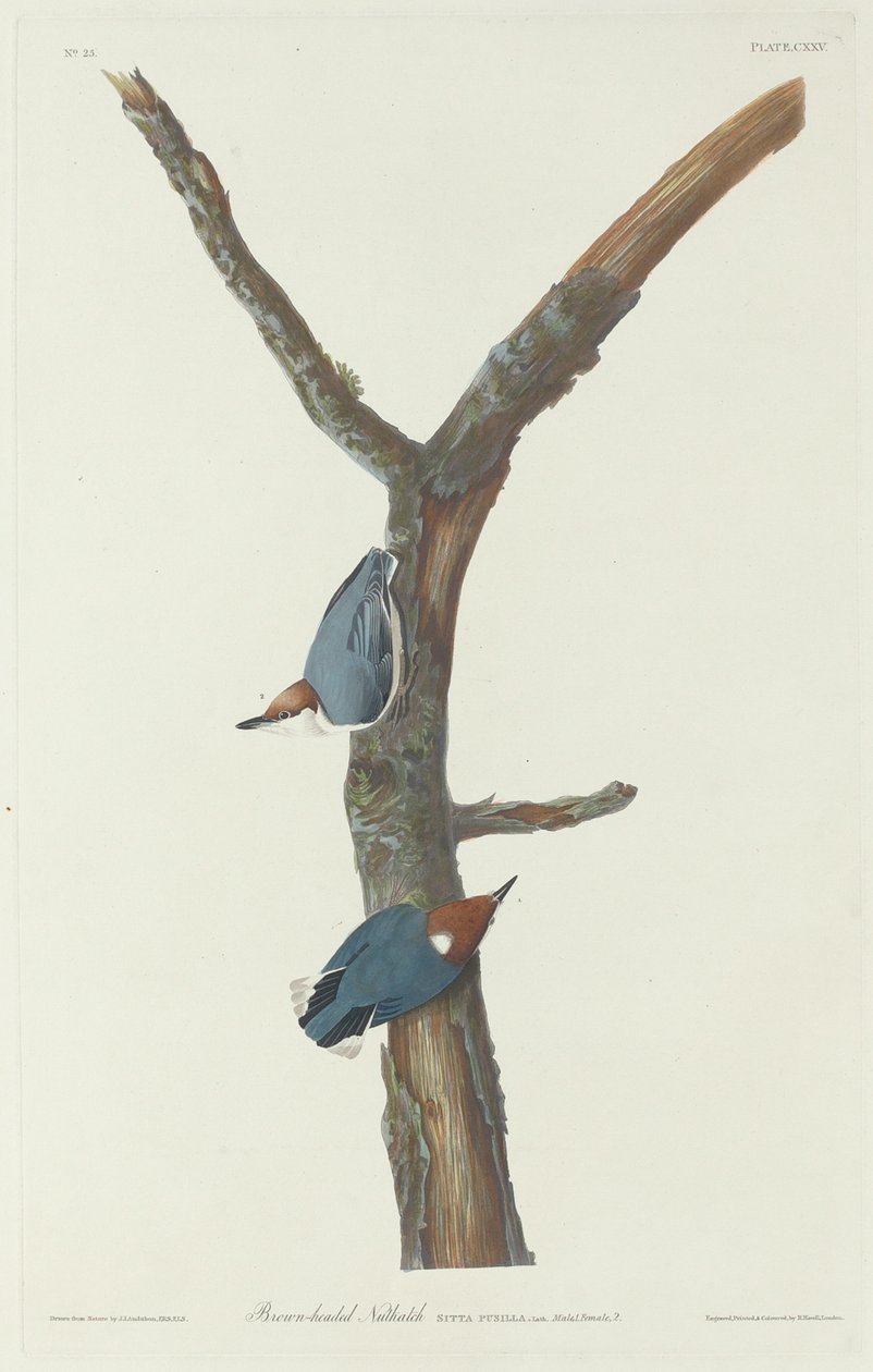 Barnafejű dió, 1831. alkotó: Robert Havell