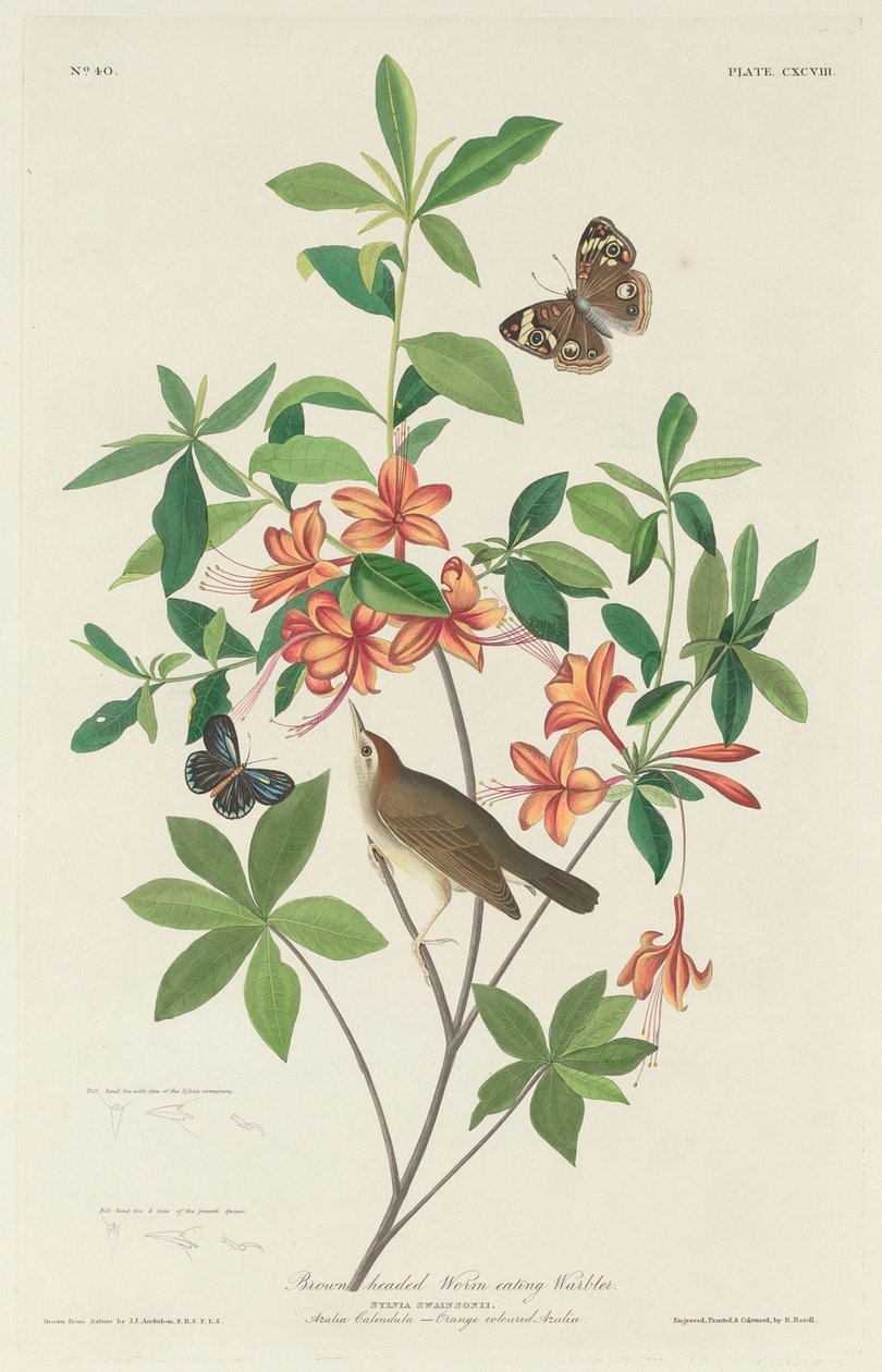 Barnafejű féregevő poszcsa, 1834. alkotó: Robert Havell