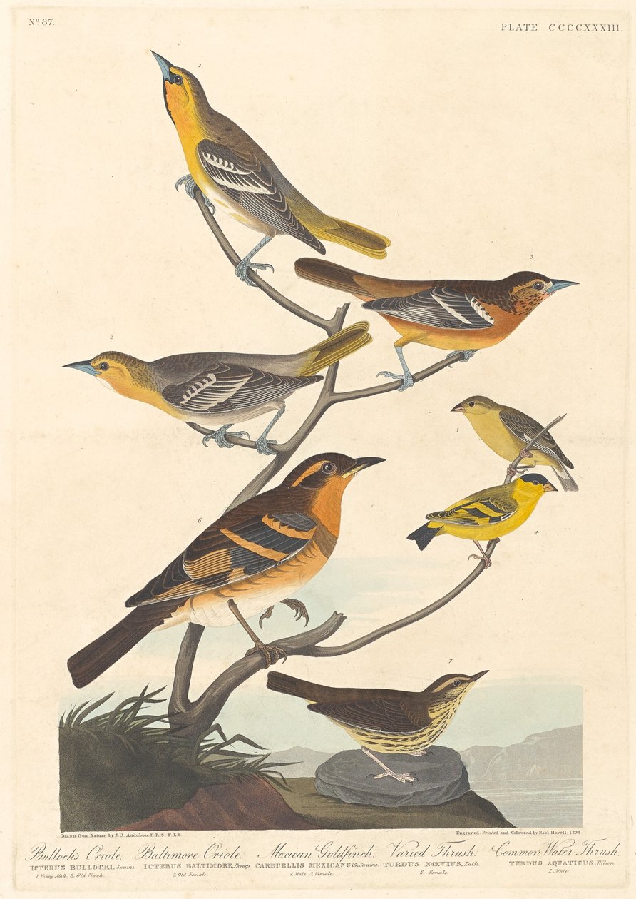 Bullock oriole, baltimore oriole, mexikói aranypinty és változatos rigó, 1838. alkotó: Robert Havell