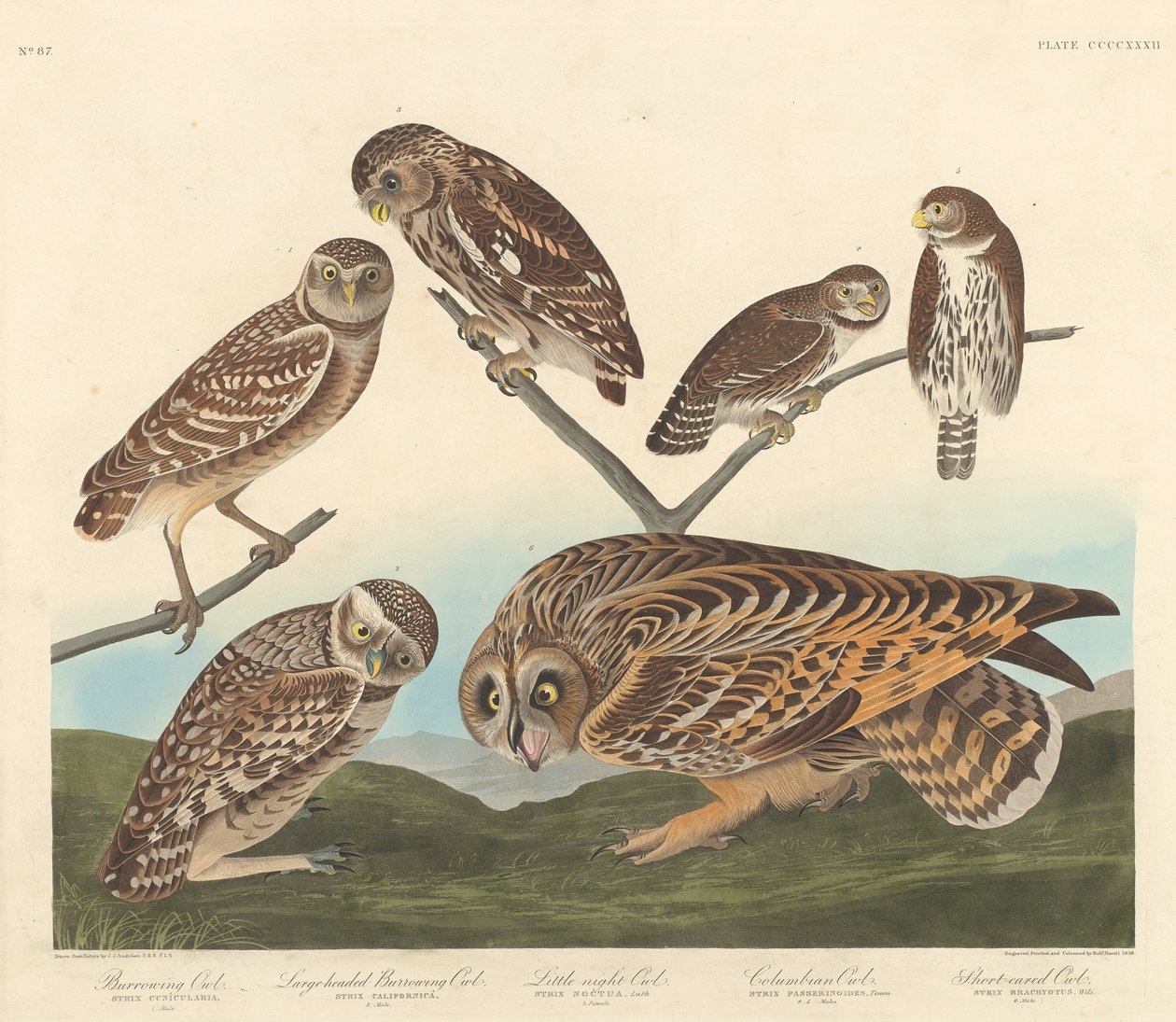 Burkolóbagoly, nagyfejű bagoly és kis éjszakai bagoly, 1838. alkotó: Robert Havell