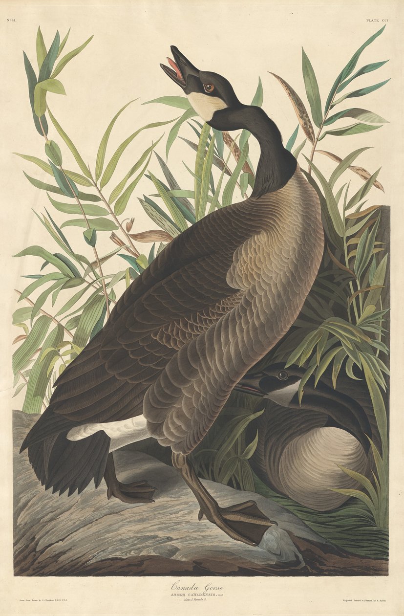 Kanadai liba, 1834. alkotó: Robert Havell