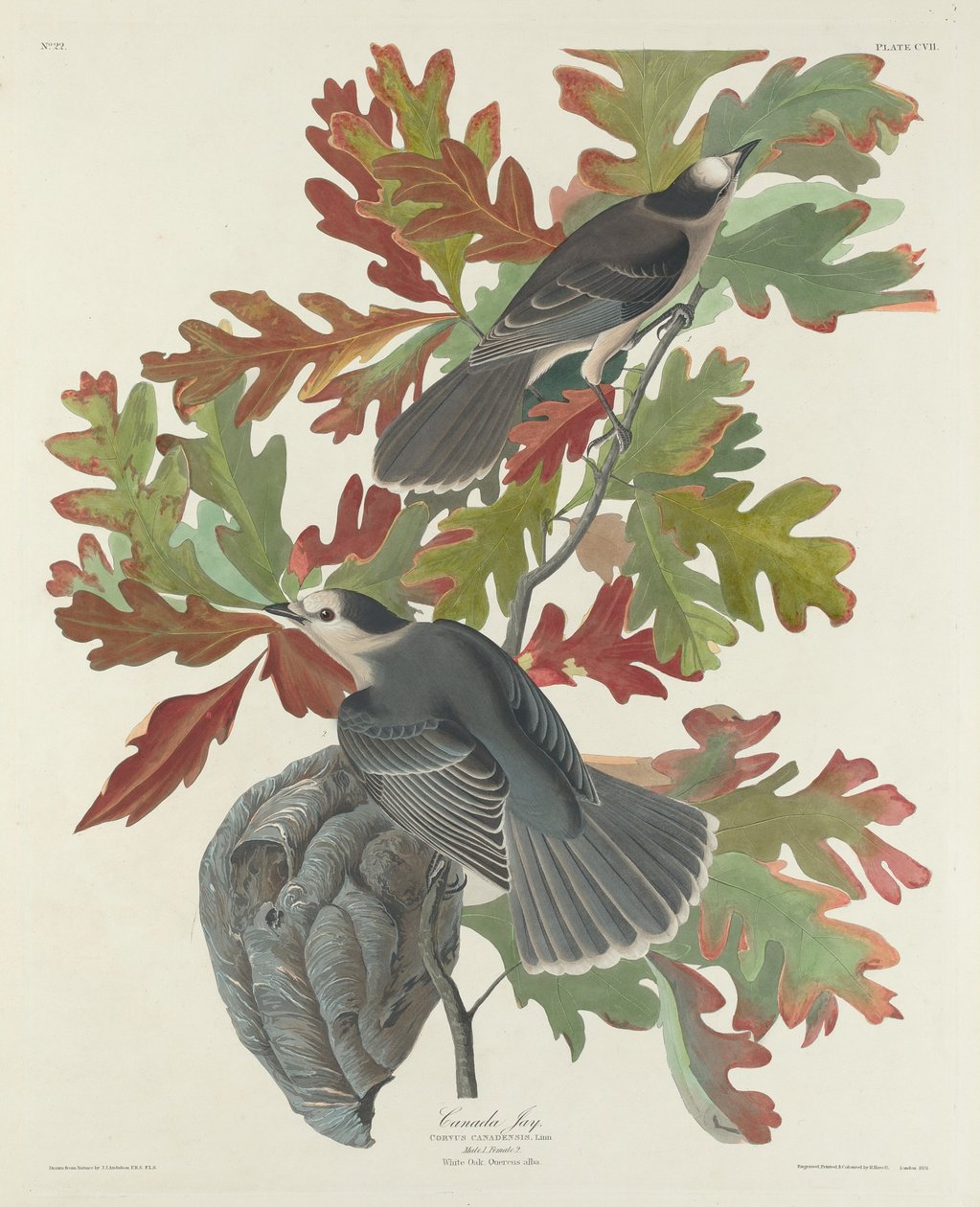 Kanada Jay, 1831. alkotó: Robert Havell