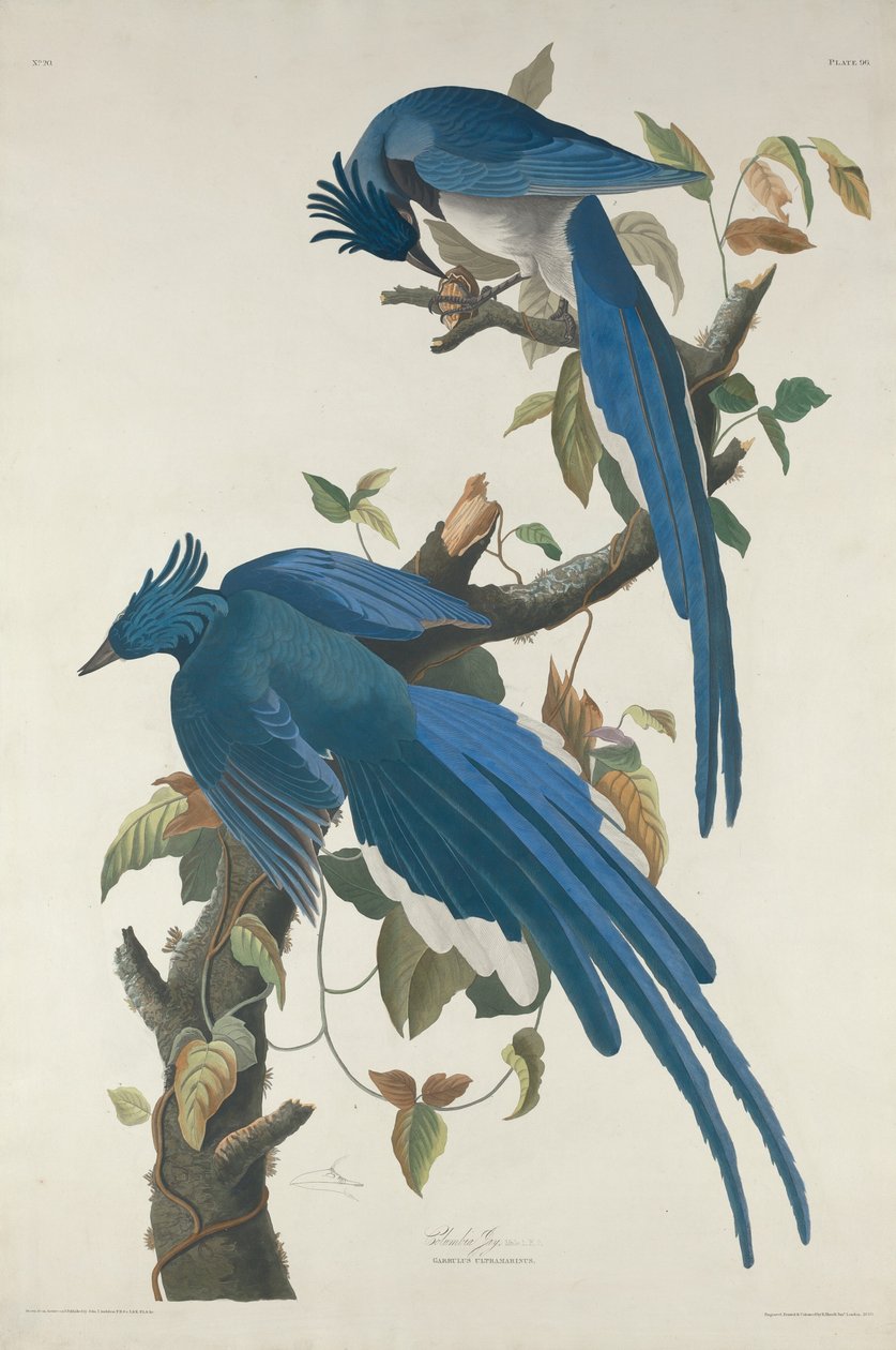 Columbia Jay, 1830. alkotó: Robert Havell