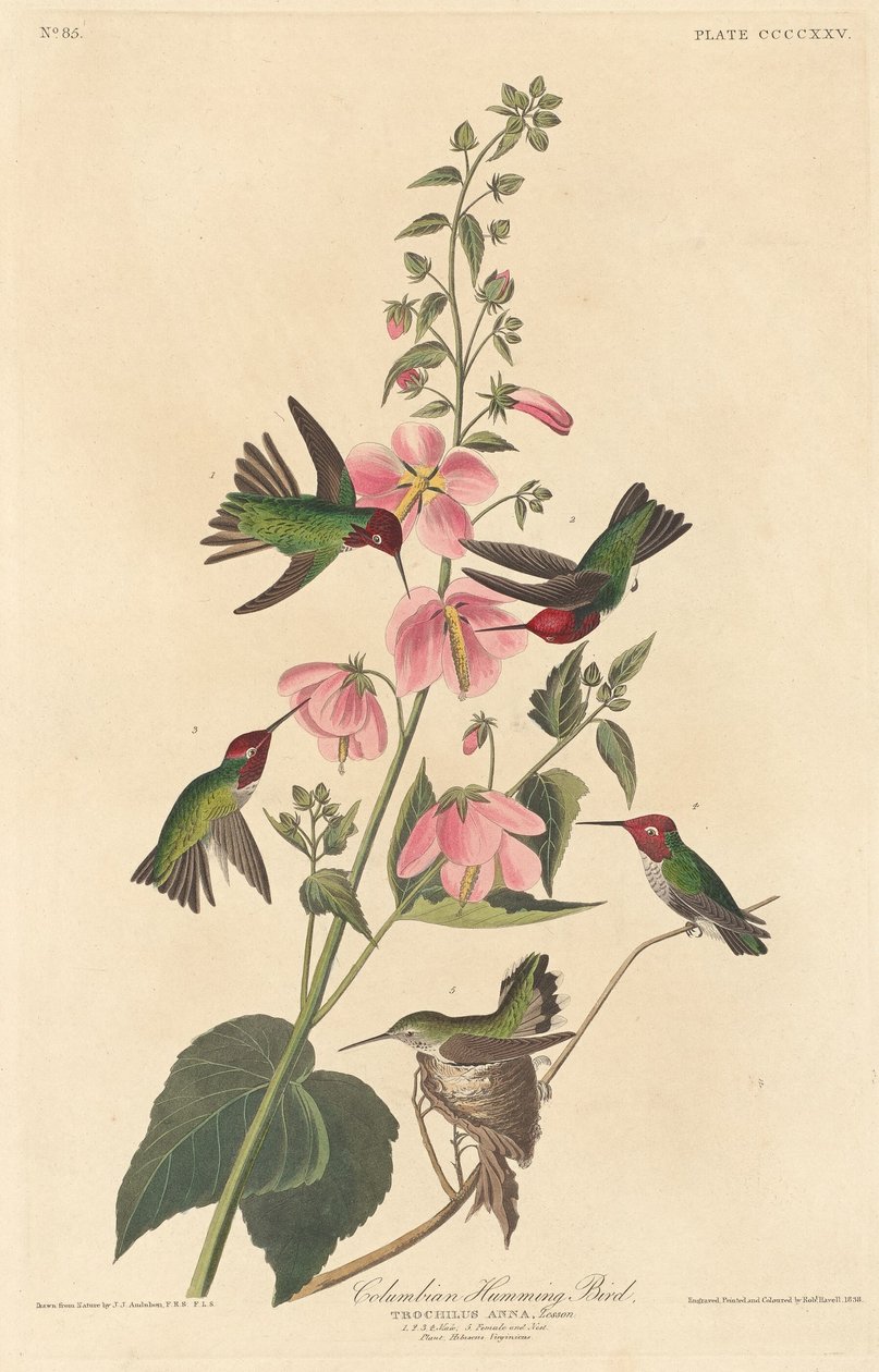 Kolumbiai kolibri, 1838. alkotó: Robert Havell