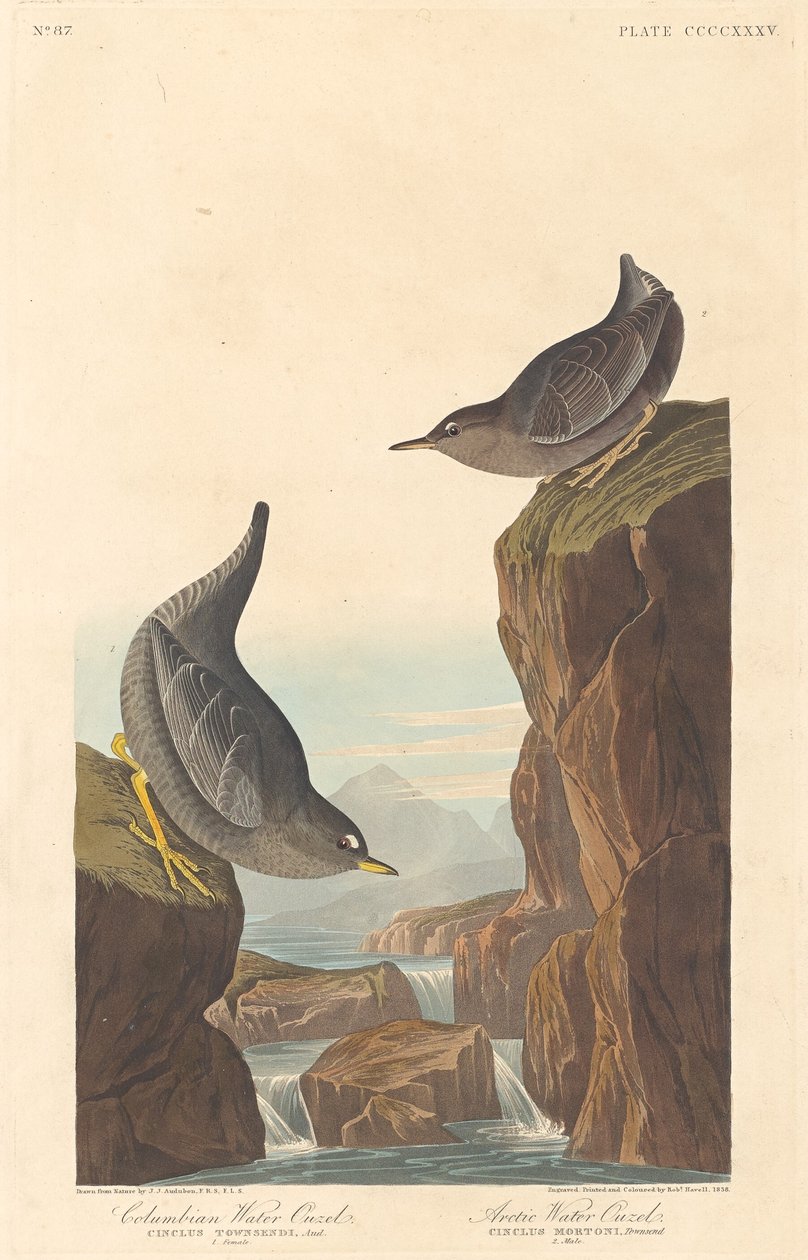 Columbian Water Ouzel és Arctic Water Ouzel, 1838. alkotó: Robert Havell