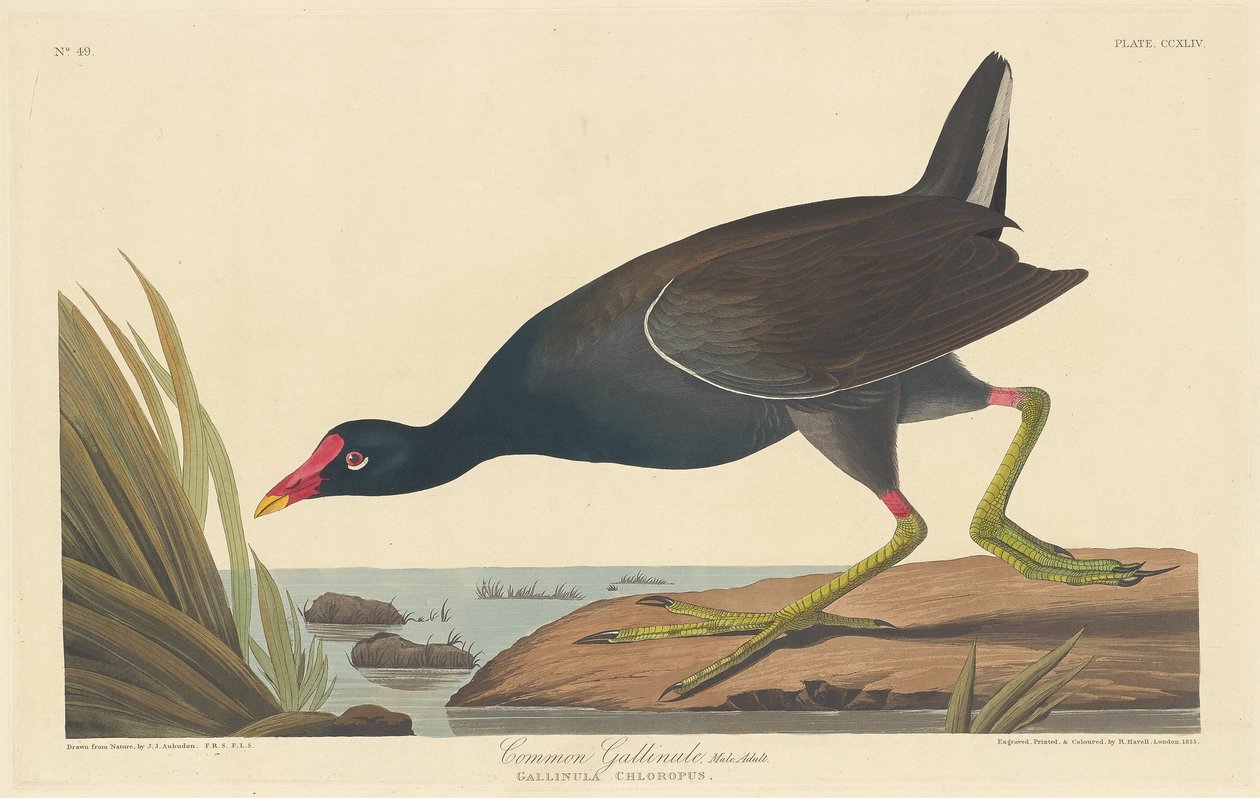 Common Gallinule, 1835. alkotó: Robert Havell