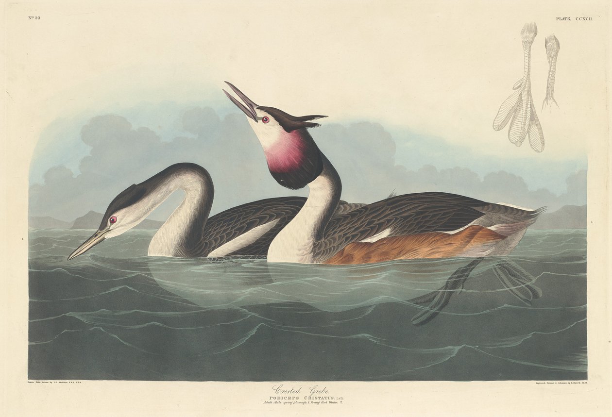 Tarajos vöcsök, 1836. alkotó: Robert Havell