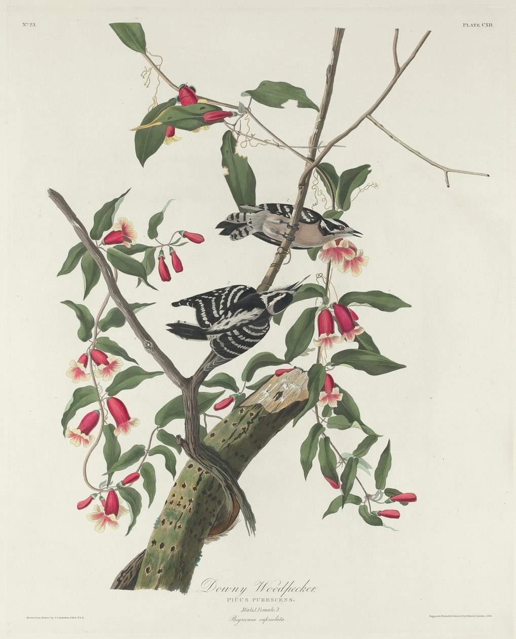 Molyhos harkály, 1831. alkotó: Robert Havell