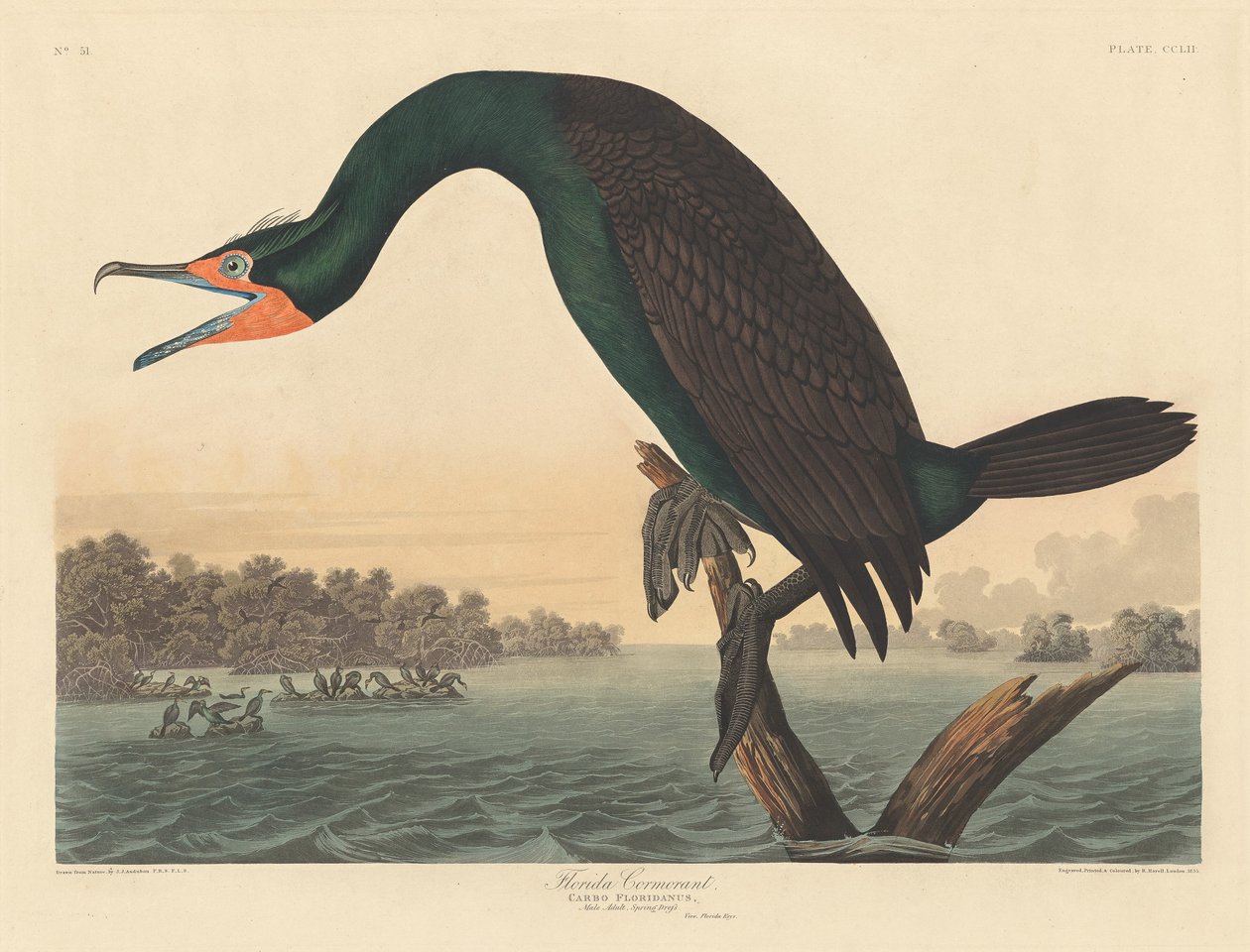 Floridai kormorán, 1835. alkotó: Robert Havell