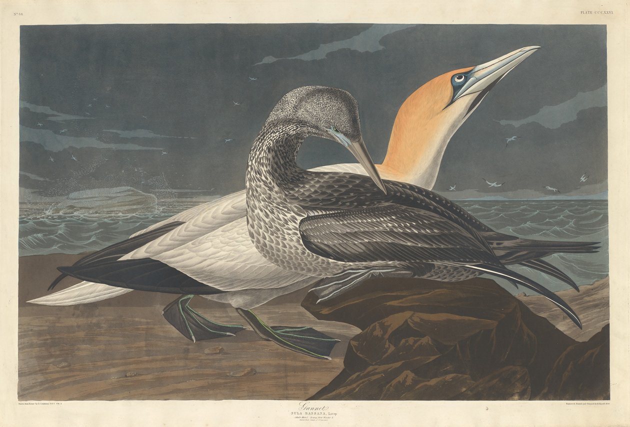 Gannet, 1836. alkotó: Robert Havell