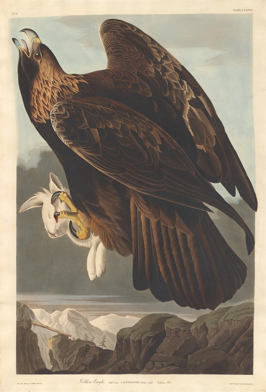 Arany sas, 1833. alkotó: Robert Havell
