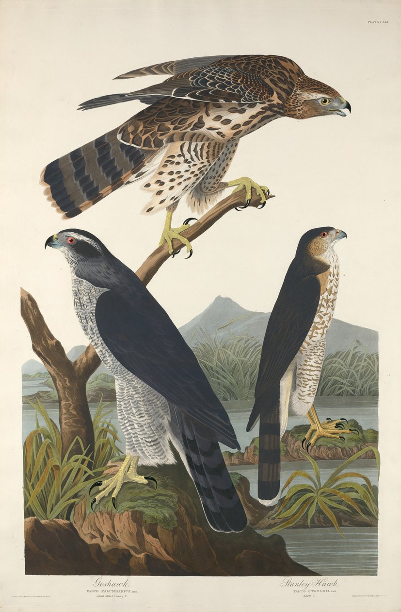 Goshawk és Stanley Hawk, 1832. alkotó: Robert Havell