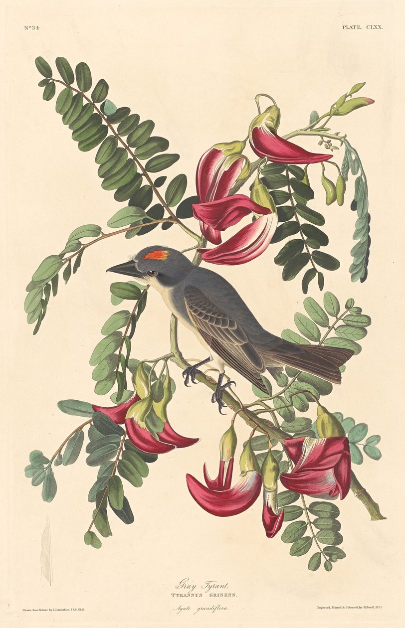 Szürke zsarnok, 1833. alkotó: Robert Havell