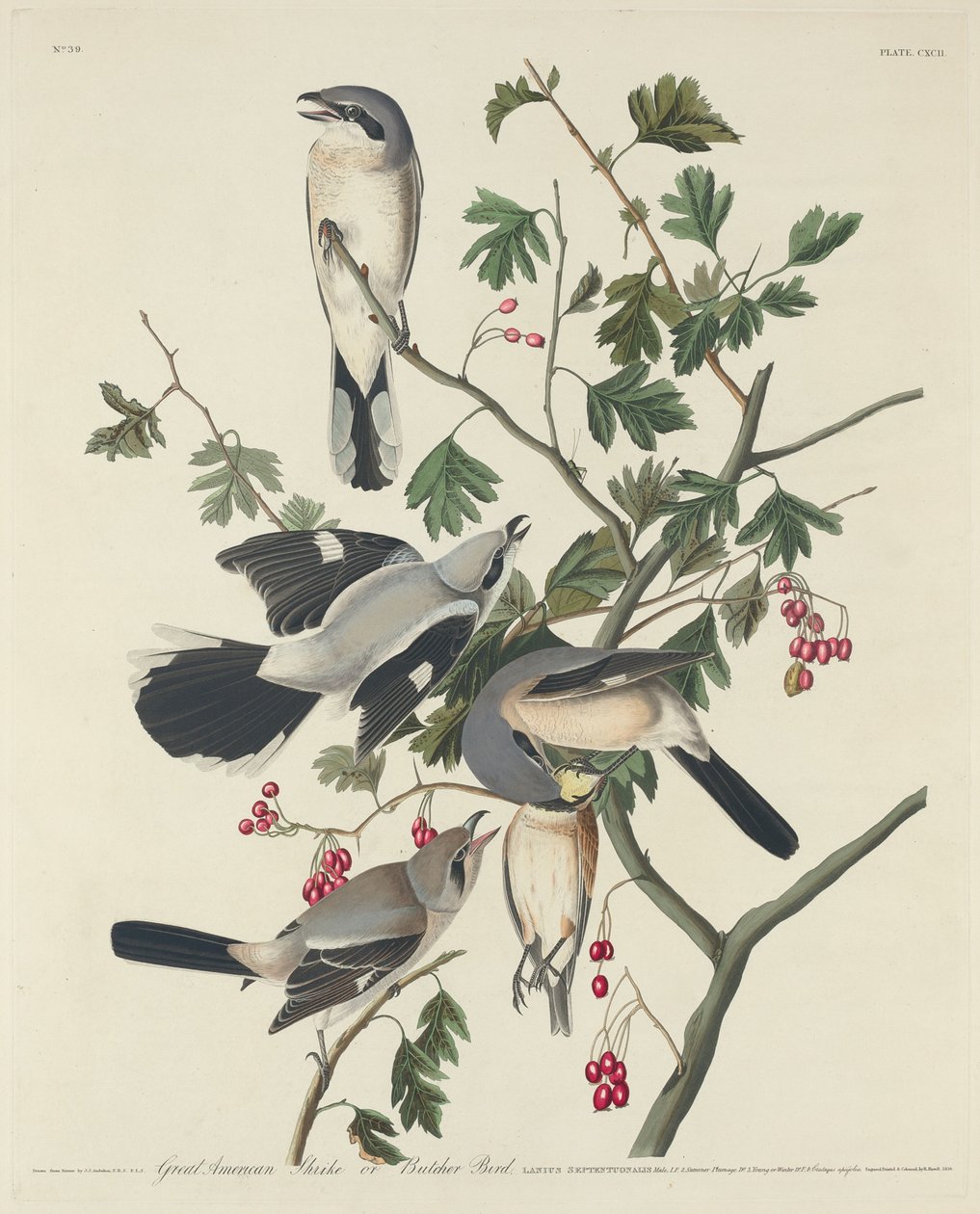 Great American Shrike or Butcher Bird, 1834. alkotó: Robert Havell