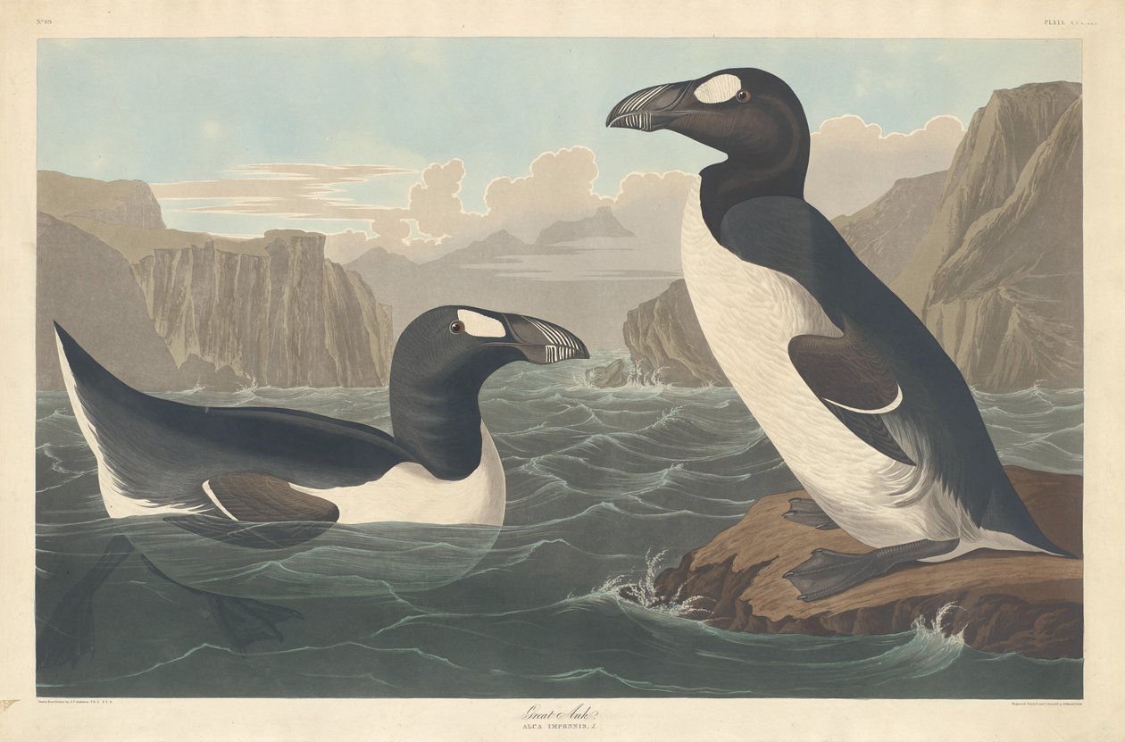 Great Auk, 1836. alkotó: Robert Havell