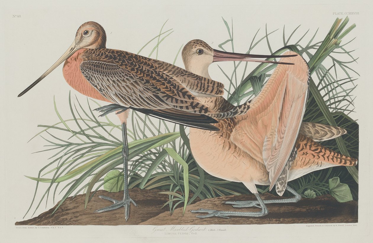 Nagy márványos ördög, 1835. alkotó: Robert Havell
