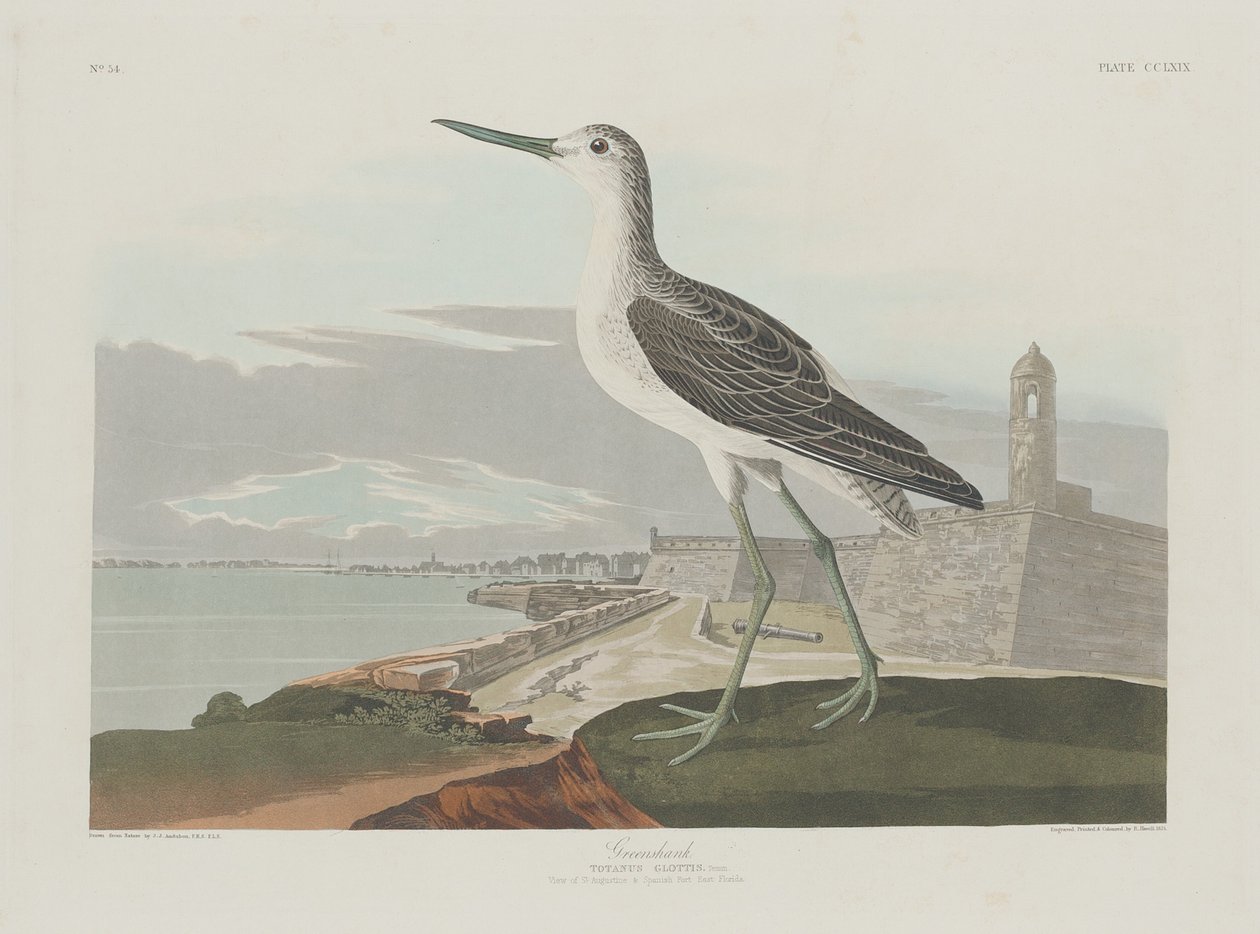 Greenshank, 1835. alkotó: Robert Havell