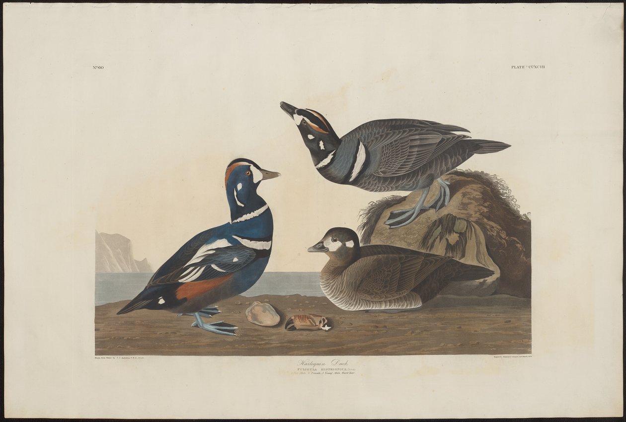 Harlekin kacsa alkotó: Robert Havell