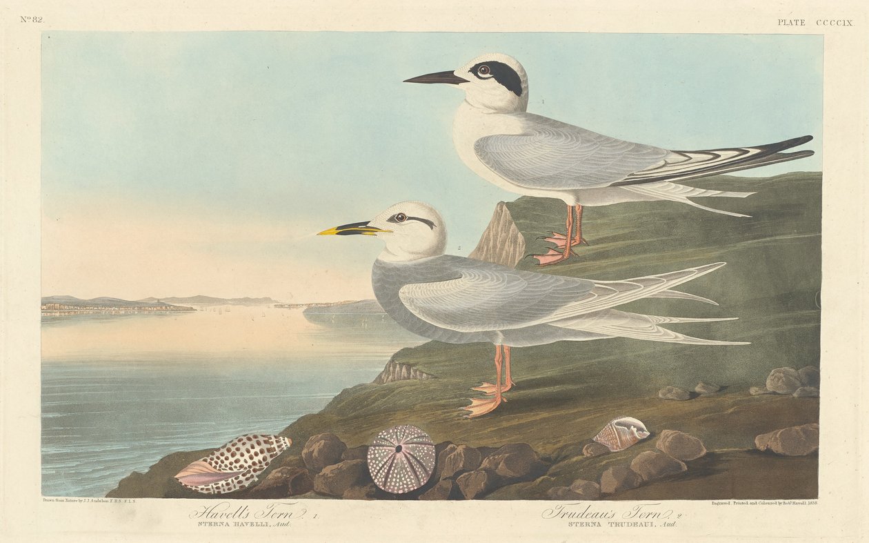 Havell csér és Trudeau csér, 1838. alkotó: Robert Havell