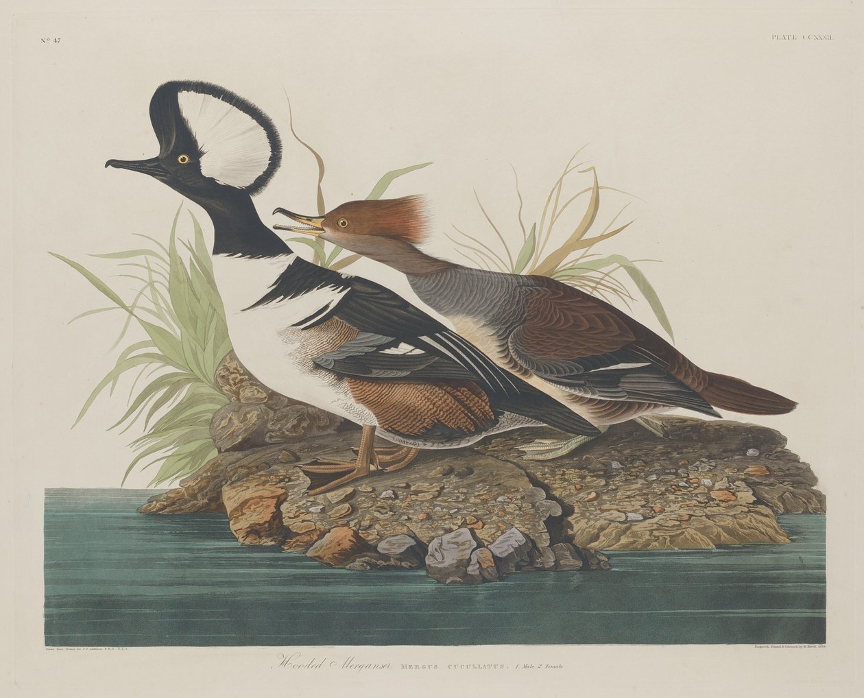 Csuklyás lányka, 1834. alkotó: Robert Havell